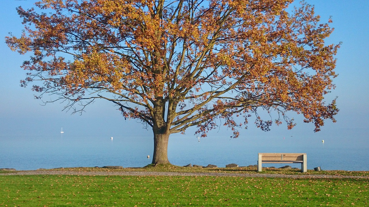 A singular tree with orange leaves stands in front of a lake and beside a bench.