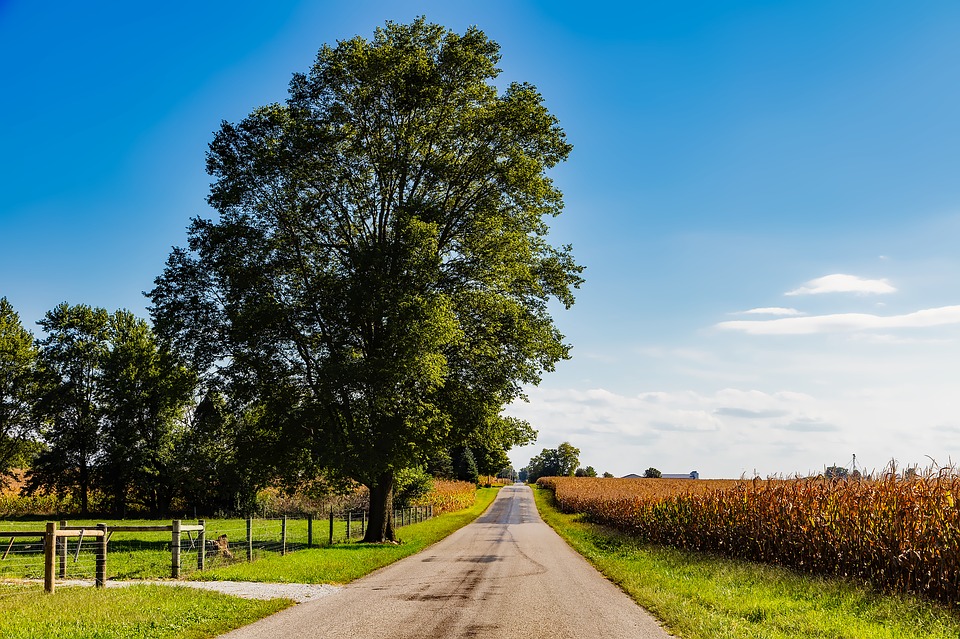 A country road goes between trees and a corn field. 